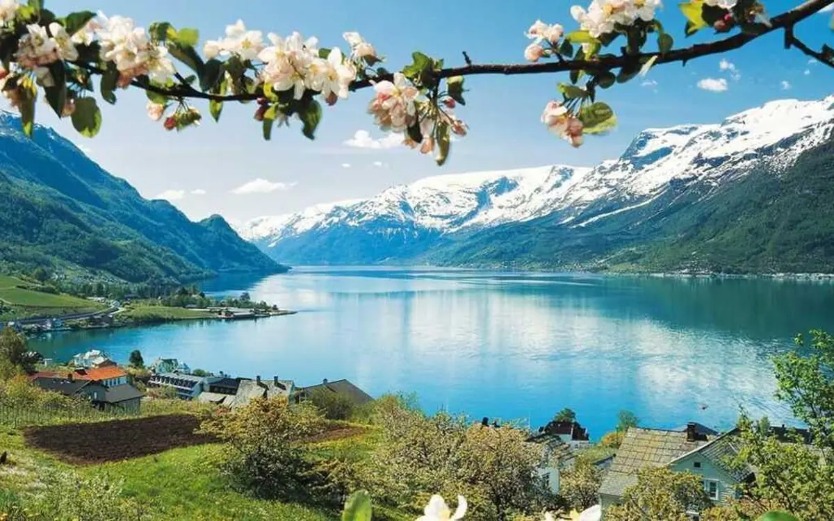 Apple blossom above the Hardangerfjord in spring