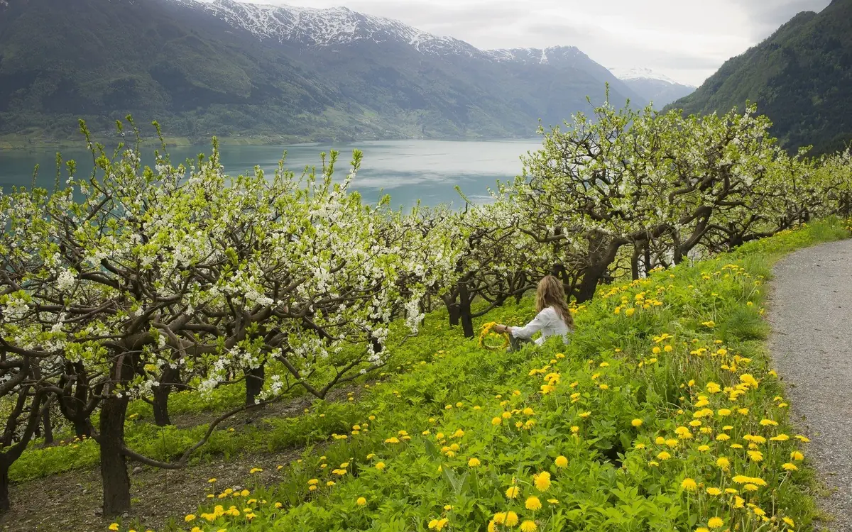 An orchard in flower above the Hardangerfjord